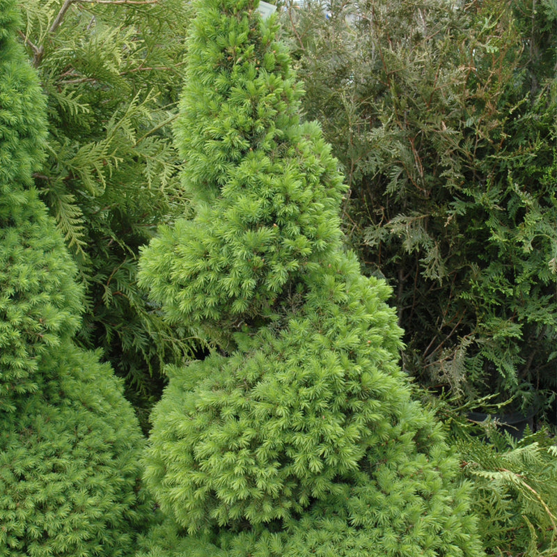 Spiral Alberta Spruce