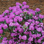 Compact PJM Rhododendron
