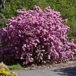 P.J.M. Elite Rhododendron