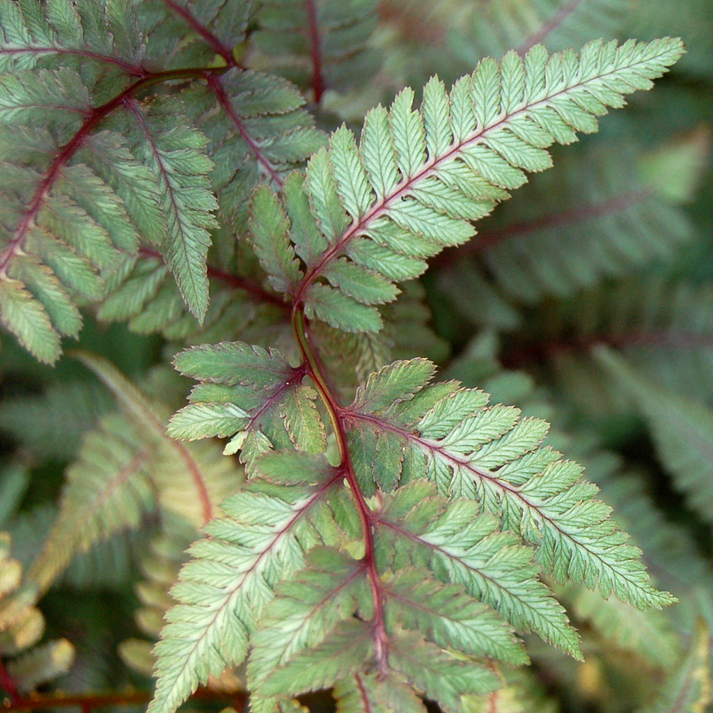 Japanese Painted Fern