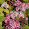 Double Play Big Bang Spirea