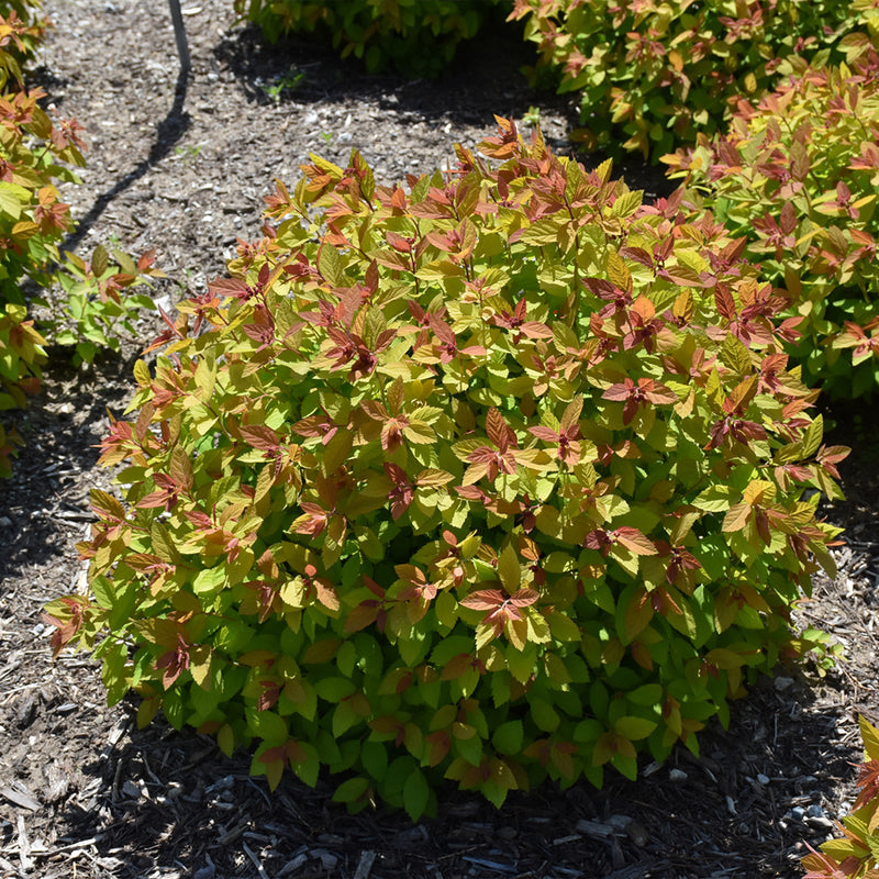 Double Play Big Bang Spirea