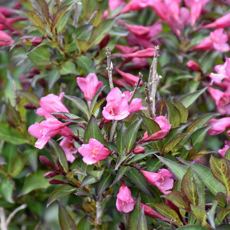 Fine Wine Weigela