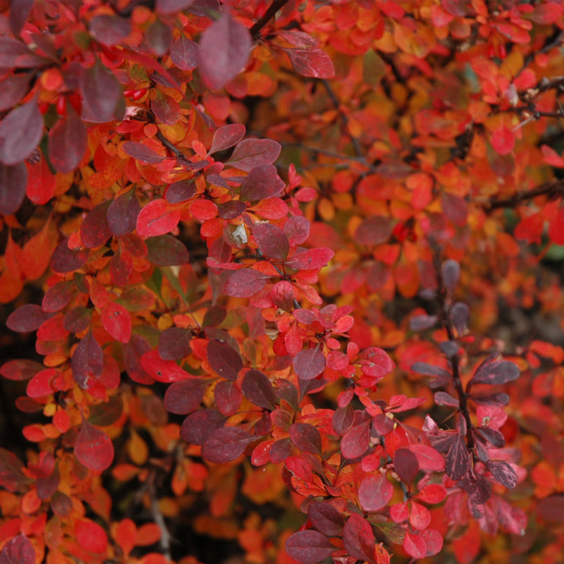 Rose Glow Barberry