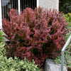 Orange Rocket Barberry