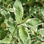 Variegated Red Stemmed Dogwood