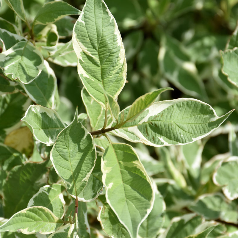 Variegated Red Stemmed Dogwood