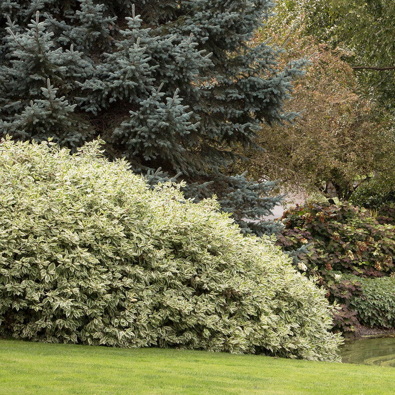 Variegated Red Stemmed Dogwood