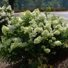 Little Lime Hydrangea