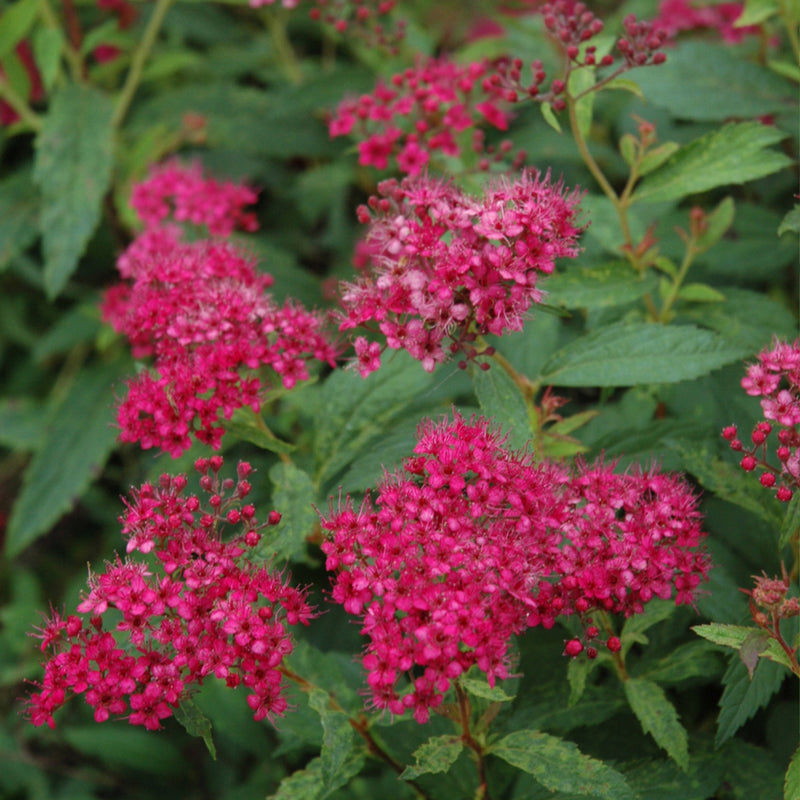 Neon Flash Spirea