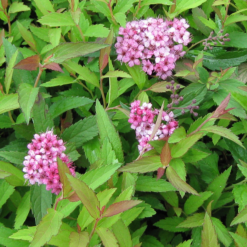 Neon Flash Spirea