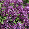 Dark Purple Bloomerang Lilac