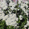 Snowmound Spirea