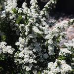 Snowmound Spirea