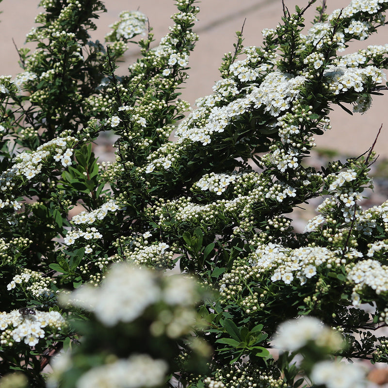 Snowmound Spirea