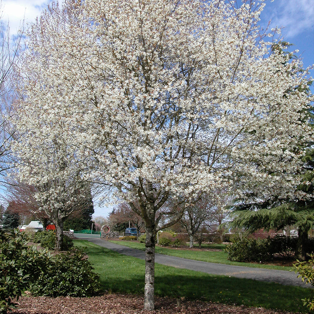 Flowering Trees – Page 2 – Ray Wiegand's Nursery & Garden Center