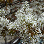 Spring Flurry Serviceberry