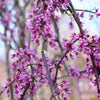 Pink Heartbreaker Weeping Redbud