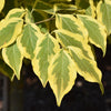 Summer Gold Variegated Dogwood