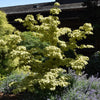 Summer Gold Variegated Dogwood