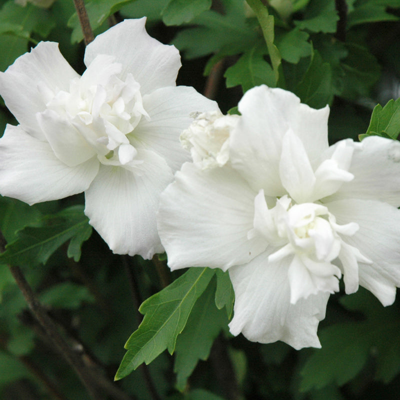 Double White Rose of Sharon Tree