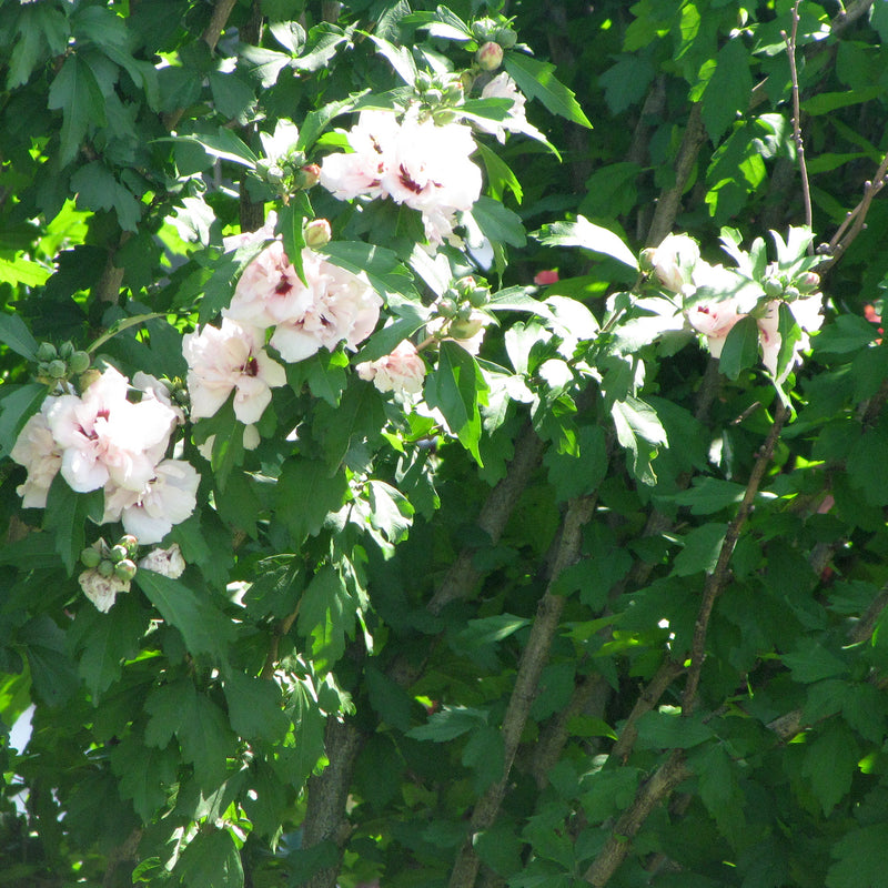 Morning Star Rose of Sharon Tree