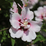 Double Pink Rose of Sharon Tree