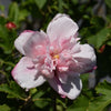 Double Pink Rose of Sharon Tree