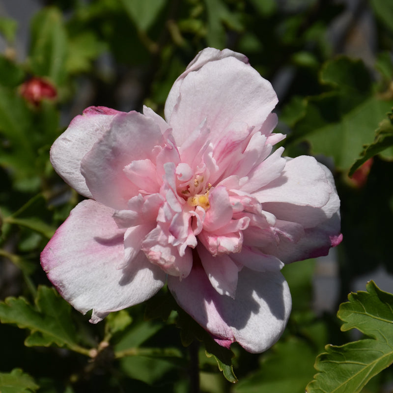 Double Pink Rose of Sharon Shrub