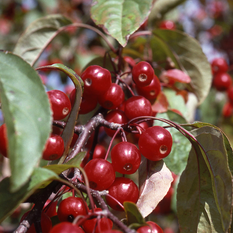 Red Baron Crabapple