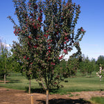 Red Baron Crabapple