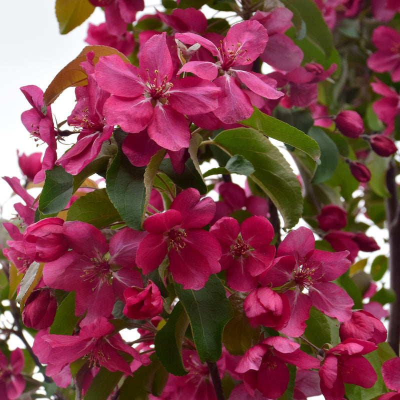 Red Baron Crabapple