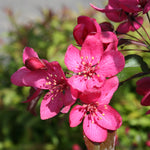 Royal Raindrops Crabapple, Multi-Stem