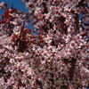 Thundercloud Plum