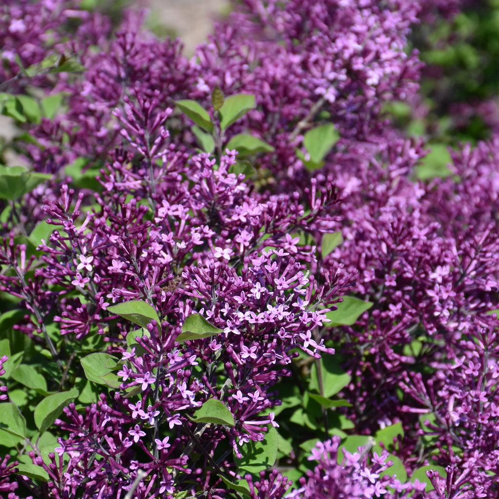 Dark Purple Bloomerang Lilac Tree