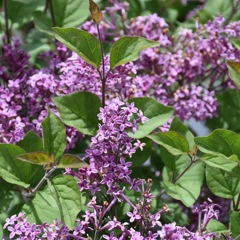 Dark Purple Bloomerang Lilac Tree