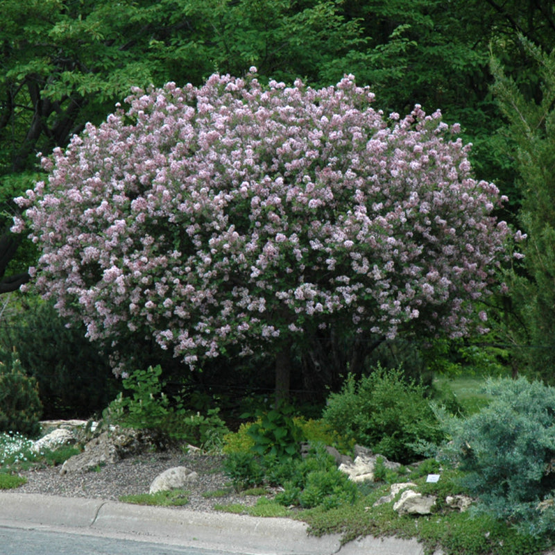 Dwarf Korean Lilac Tree