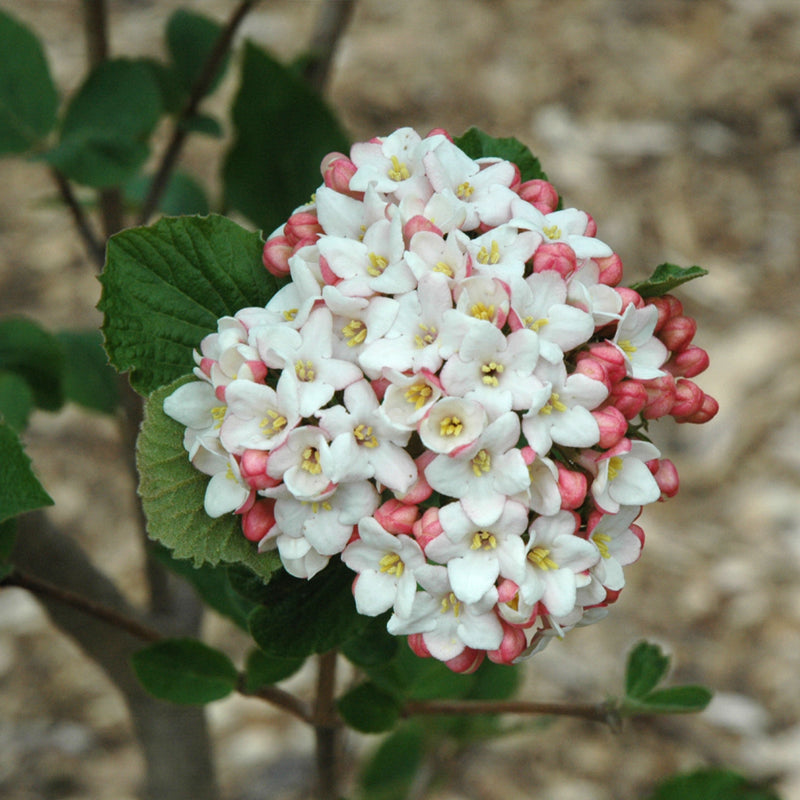 Cayuga Fragrant Viburnum