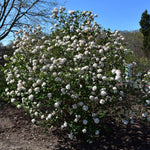 Cayuga Fragrant Viburnum