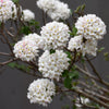 Cayuga Fragrant Viburnum