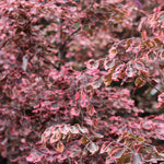 Tricolor Beech