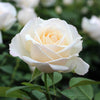 Easy Sprit™ Floribunda Rose