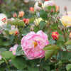 Life of the Party Floribunda Rose