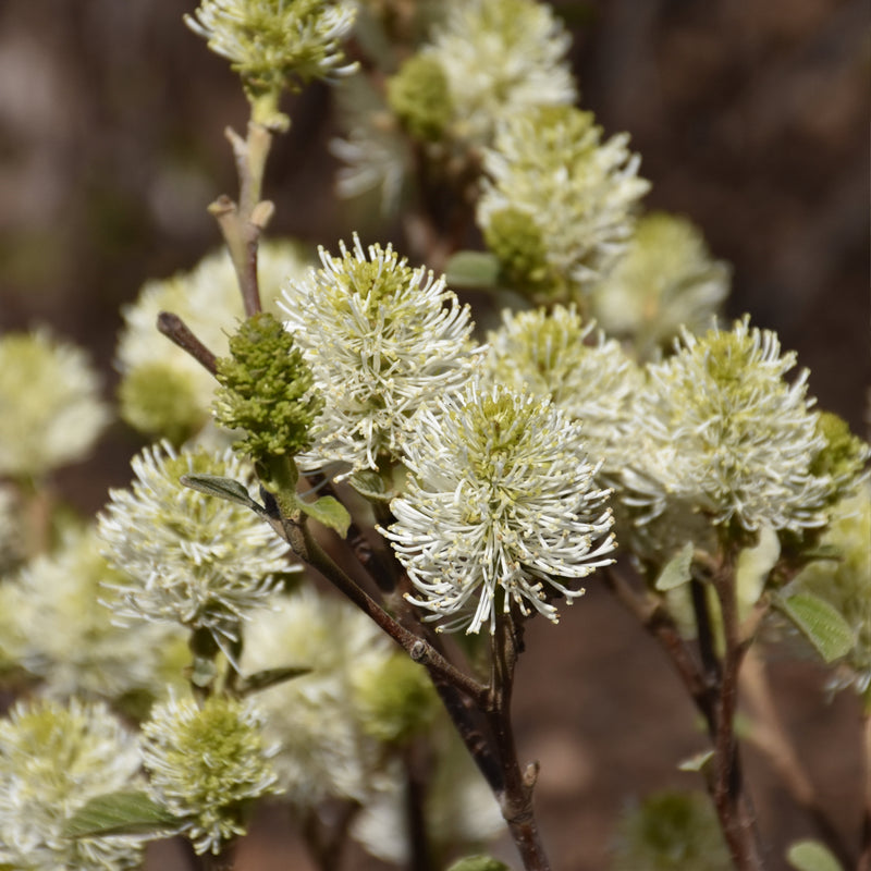 Mount Airy Fothergilla