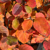 Mount Airy Fothergilla