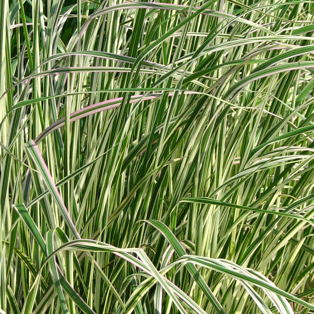 Overdam Variegated Reed Grass