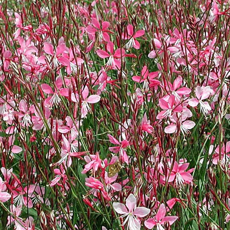 Pink Wandflower