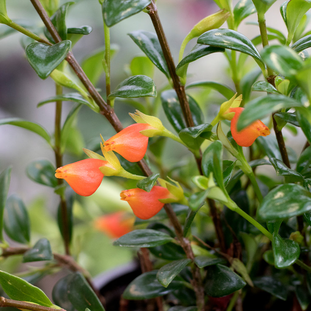 indoor goldfish plant Goldfish Plant – Ray Wiegand's Nursery & Garden Center