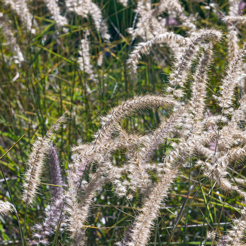 Fountain Grass