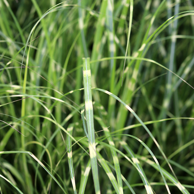 Porcupine Grass